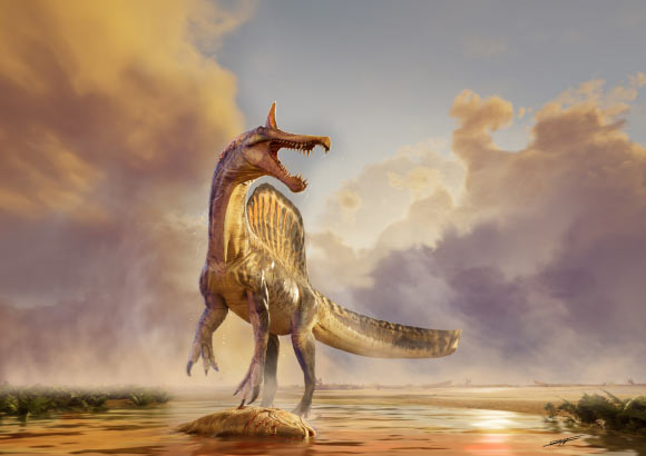Spinosaurus mirabilis is one of the last-surviving spinosaurid species. Image credit: Dani Navarro.