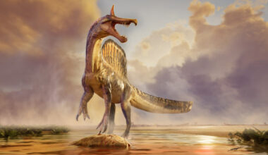 New Spinosaurus Species Discovered in Niger