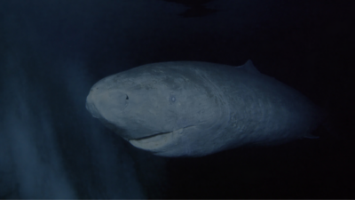 ‘It was born before Isaac Newton’: Greenland shark that may have lived since the 1600s goes viral