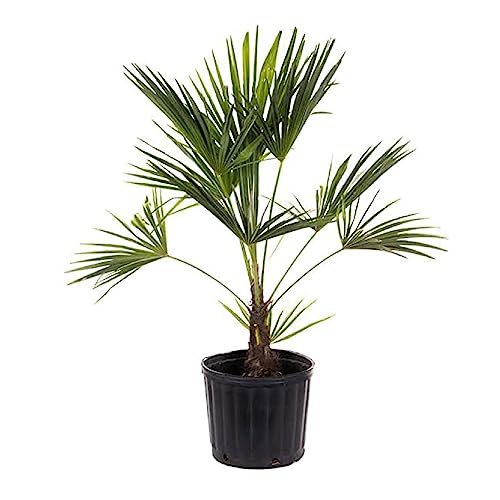 American Plant Exchange Windmill Palm Tree &ndash; 10-Inch With Pot &ndash; Live Chusan Palm Plant, Cold Hardy Tropical Tree for Home, Patio, or Garden Landscape Decor