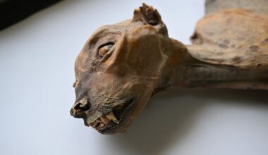 Mummified cheetahs found in Saudi Arabia caves could help reintroduction efforts