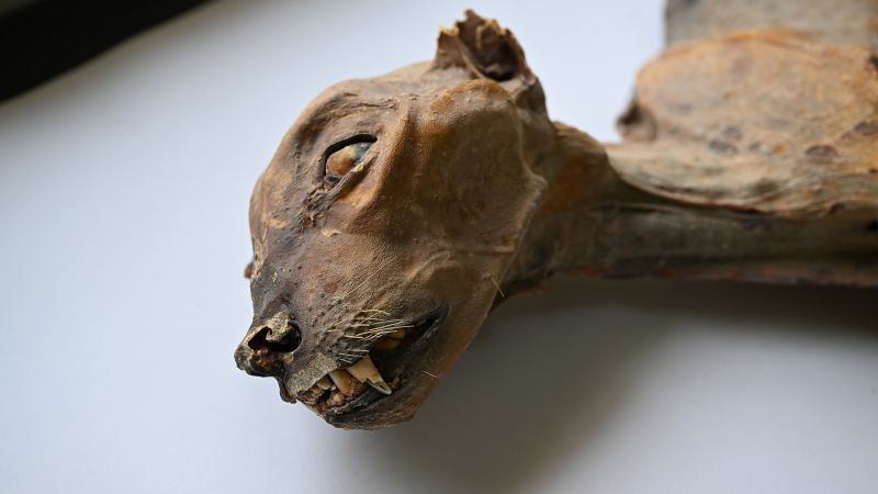 Mummified cheetahs found in Saudi Arabia caves could help reintroduction efforts
