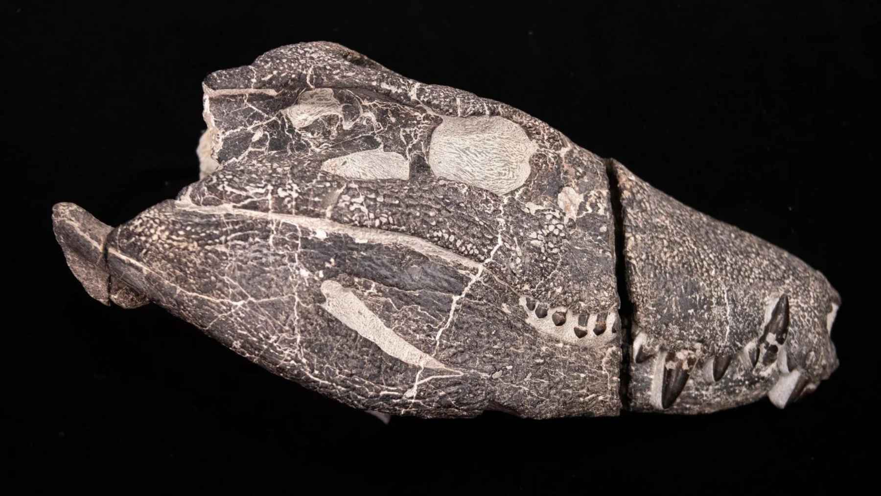 Kostensuchus atrox fossil skull from Patagonia, a 70-million-year-old crocodile relative with serrated predator teeth