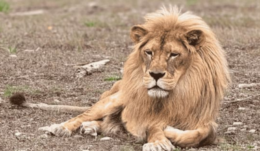 Elderly lions at Orana Wildlife Park euthanised