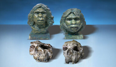 reconstruction of fossils