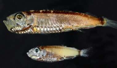 Twilight fish study reveals unique hybrid eye cells - News