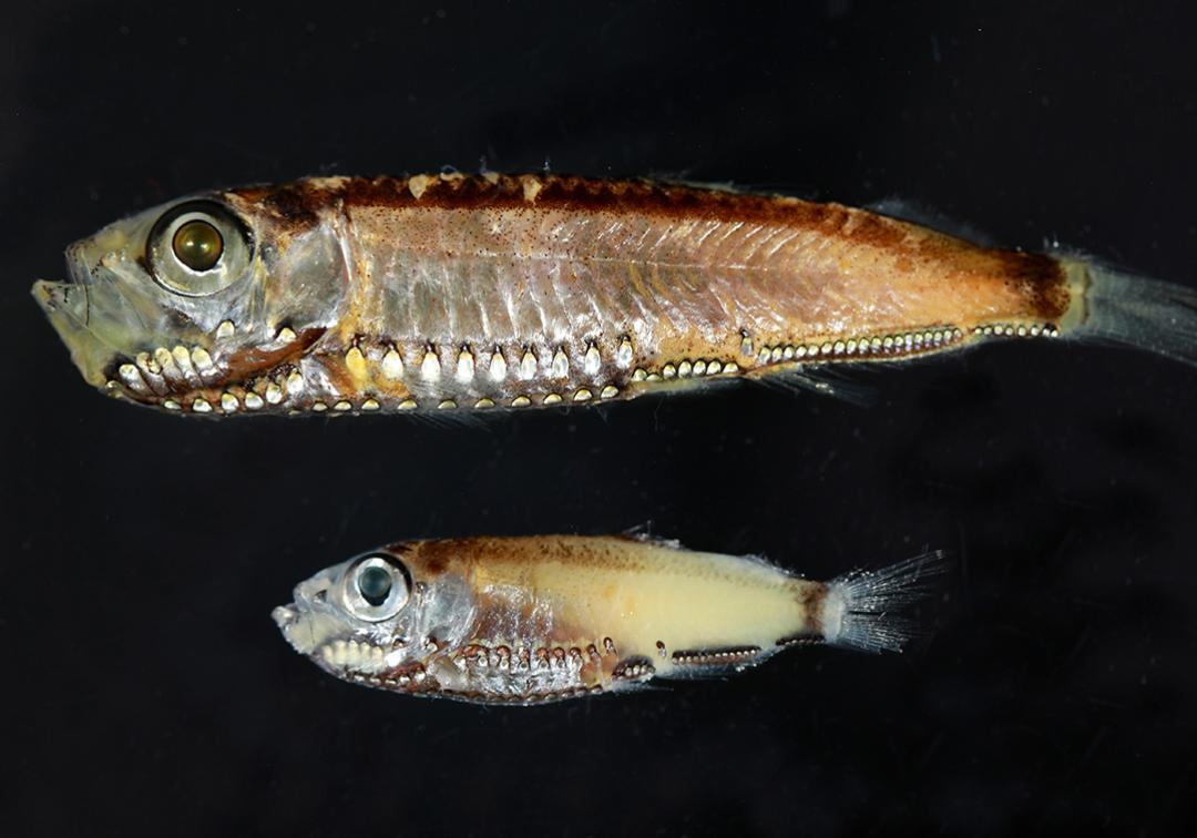 Twilight fish study reveals unique hybrid eye cells - News