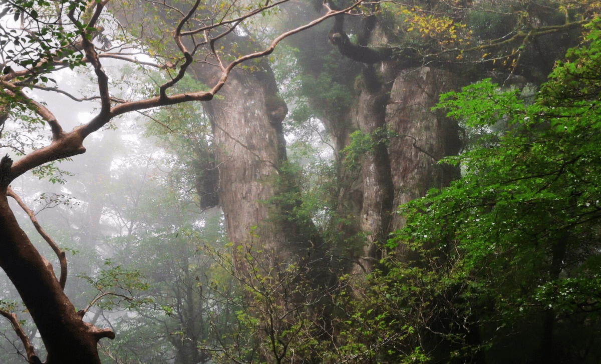 Misidentified Creature Found In Guyana Turns Out To Be New Species