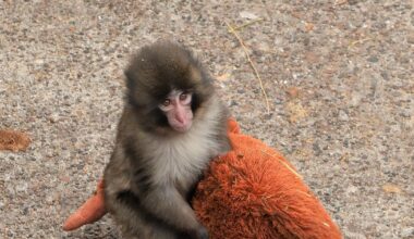 here's how experts explain Punch the viral baby monkey's abandonment and how a stuffed toy helps