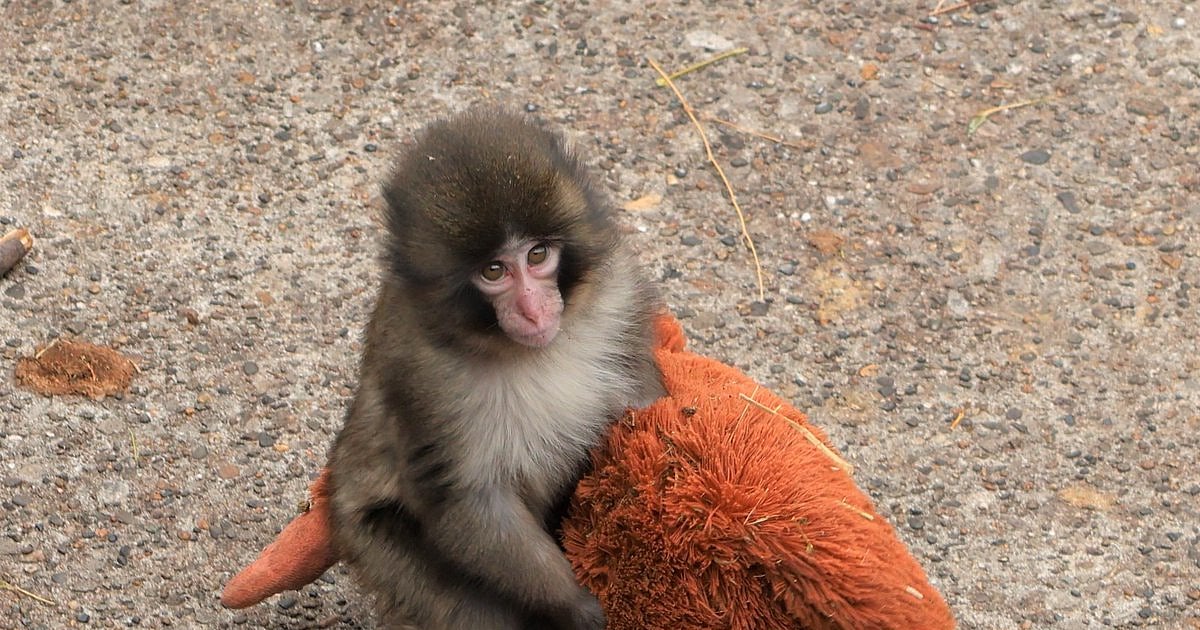 here's how experts explain Punch the viral baby monkey's abandonment and how a stuffed toy helps