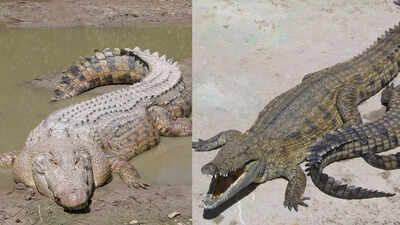 Nile vs Saltwater Crocodile: Which massive reptile truly rules rivers and coasts based on size, hunting style, habitat and more