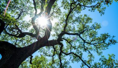Oak trees rely on microbes to survive drought and disease
