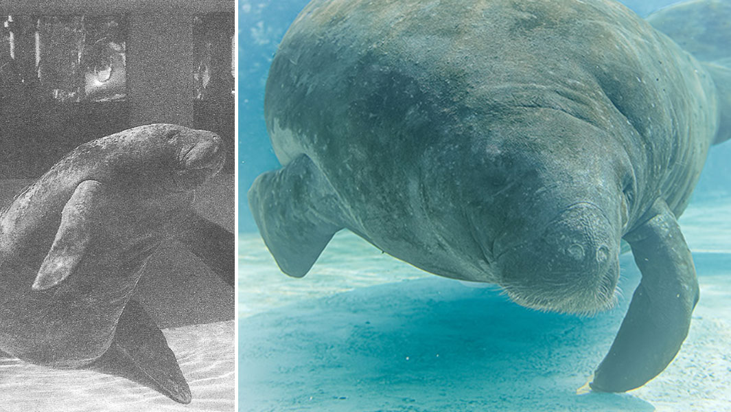 oldest-manatee-romeo-past-and-present