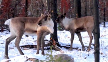 Inside Canada's first of its kind caribou sanctuary - BBC