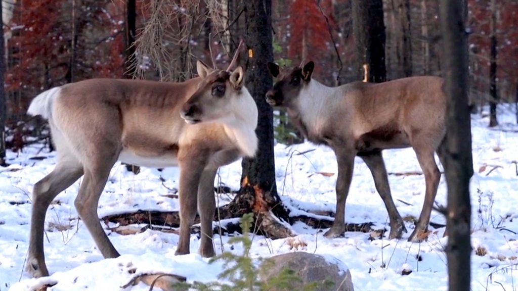 Inside Canada's first of its kind caribou sanctuary - BBC