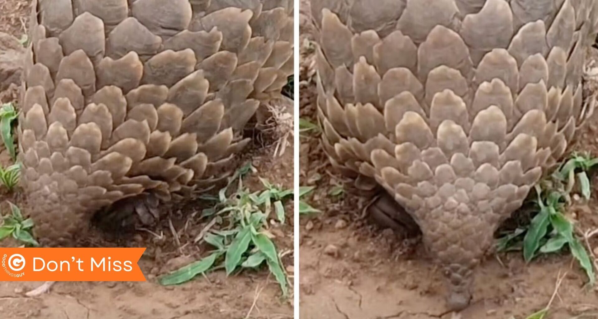 Pangolin