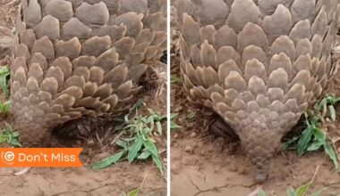 Pangolin