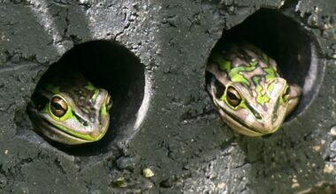 From frog saunas to medicated baths: Scientists battle chytrid amphibian plague