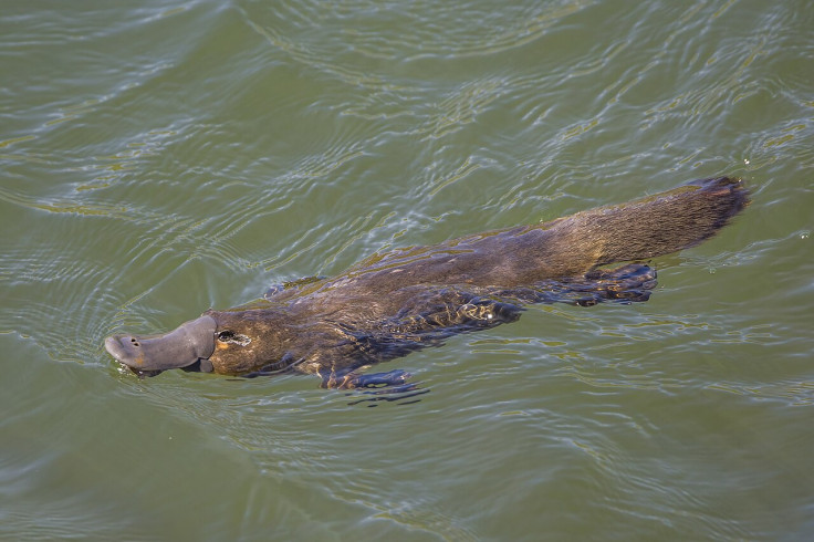 Platypus 