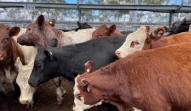 Hereford cross cattle