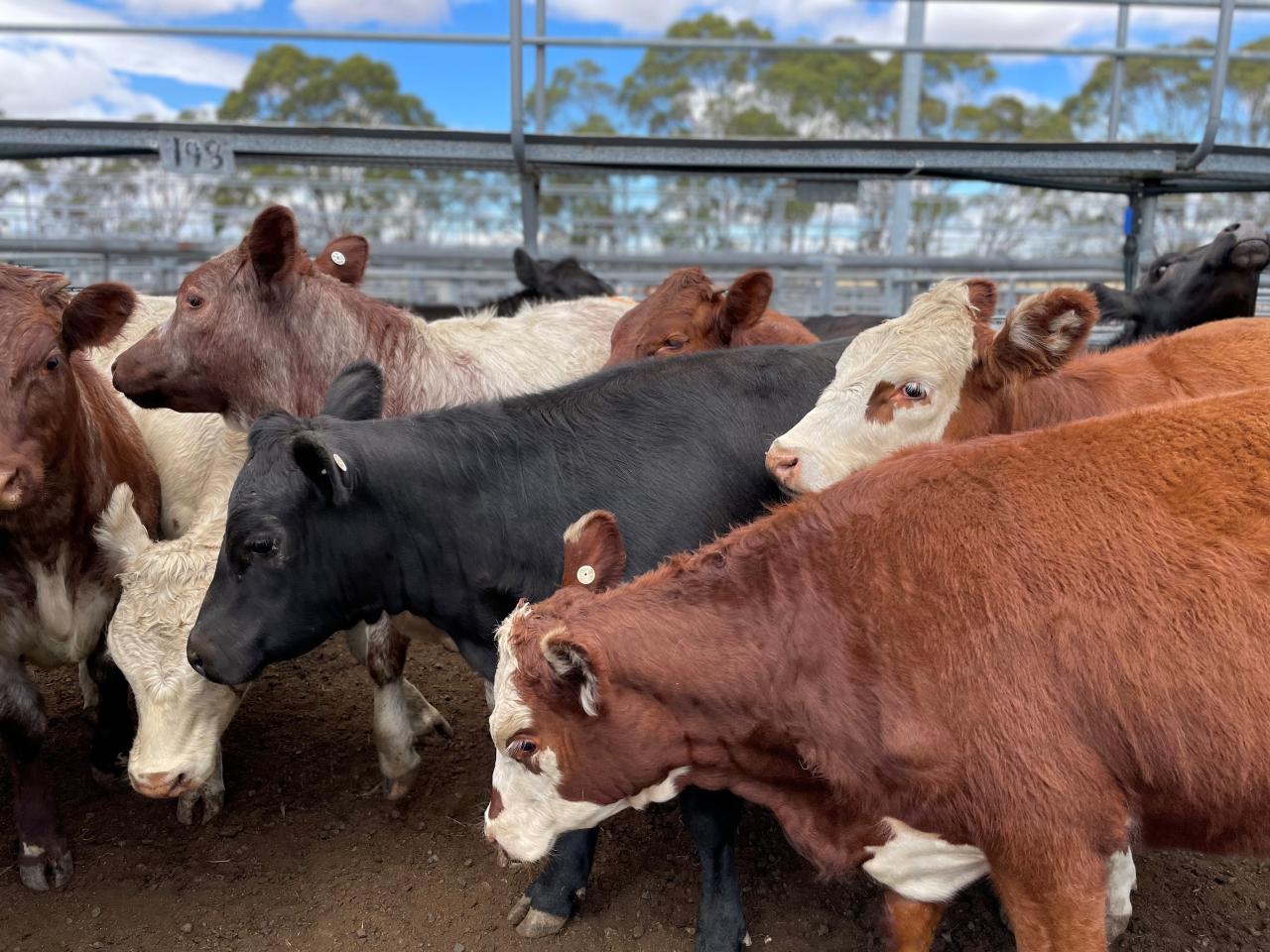 Hereford cross cattle
