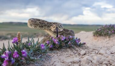 4 Rattlesnake Hotspots In Nebraska
