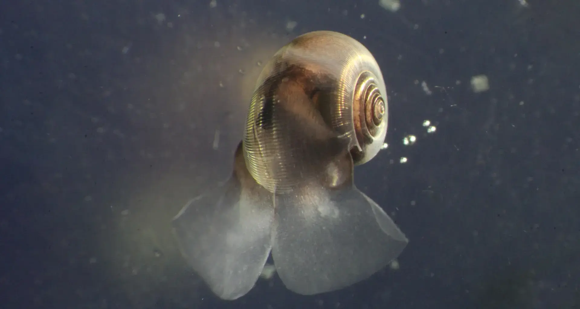 Scientists warn climate models are missing a key ocean player