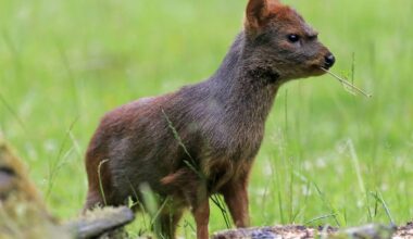 The world's tiniest (and cutest) deer needs your attention, say experts