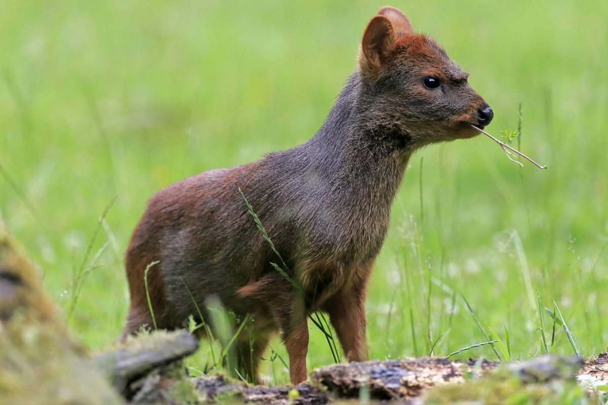 The world's tiniest (and cutest) deer needs your attention, say experts