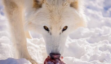 Fully Grown, Hunting, And Expanding