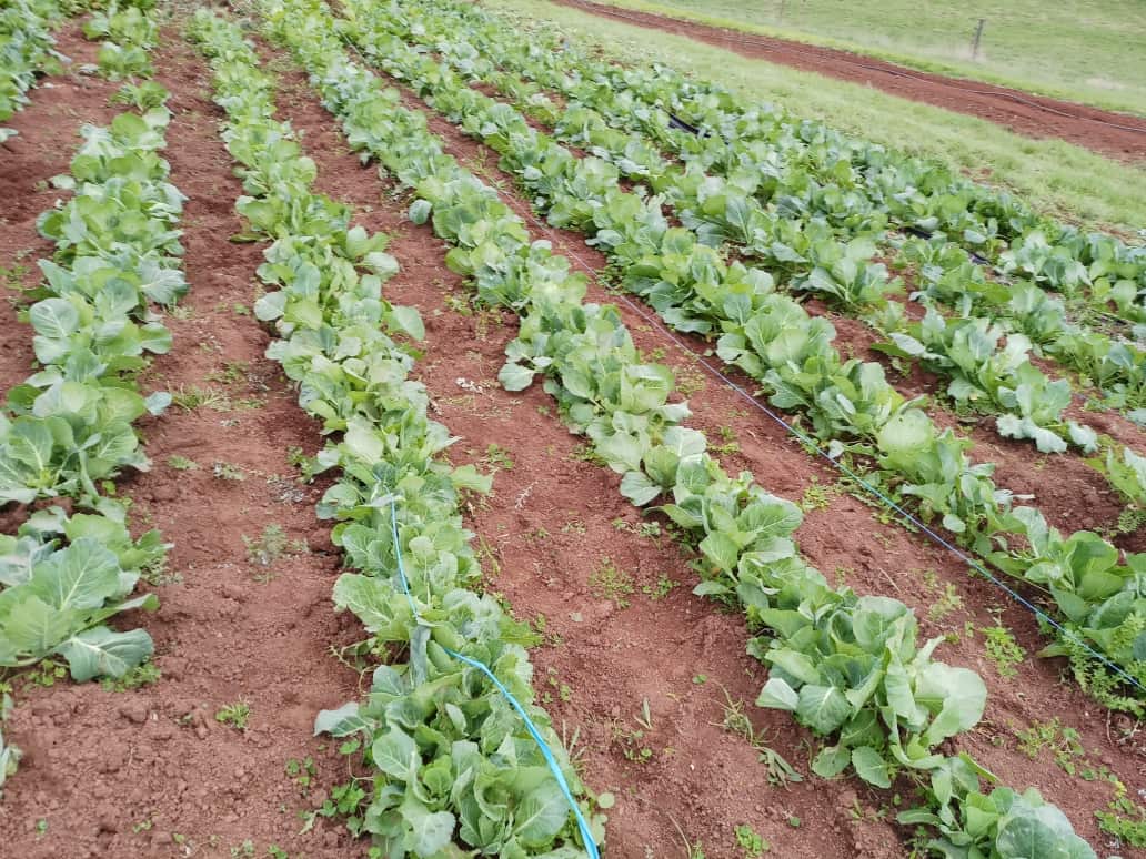 Rows of green cabbage grown in a bed of soil