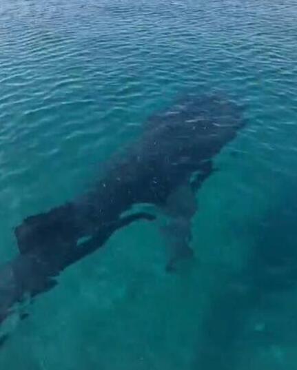 Whale shark spotted in Gulf of Eilat (Photo: Bryan Lieberman, Eilat municipality lifeguard) הכריש הלווייתני שנצפה במפרץ אילת