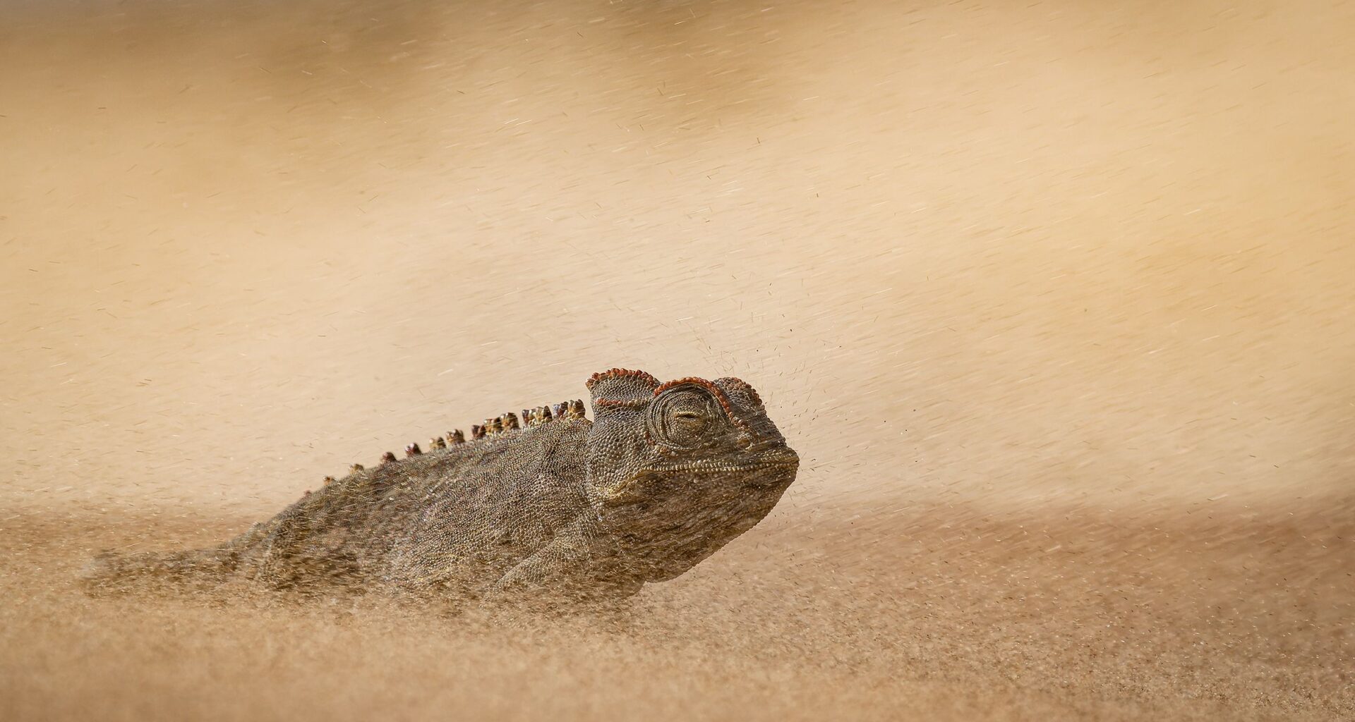 DSLR camera shot of chameleon navigating a sandstorm in Earth's most extreme environment wins top photo honor