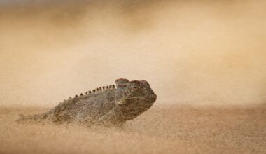 DSLR camera shot of chameleon navigating a sandstorm in Earth's most extreme environment wins top photo honor