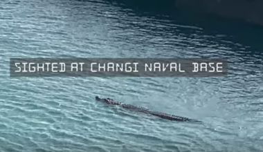 Changi Naval Base steps up monitoring after crocodile sighting in waters