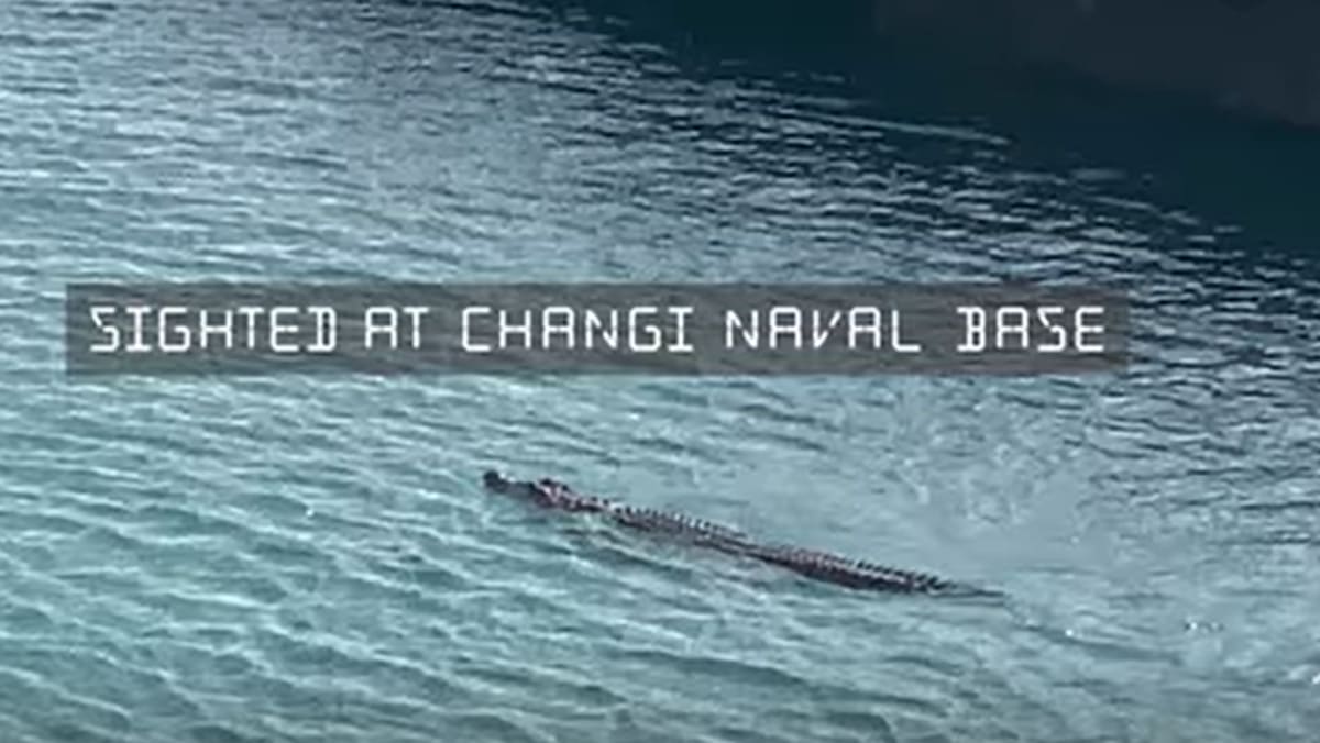 Changi Naval Base steps up monitoring after crocodile sighting in waters