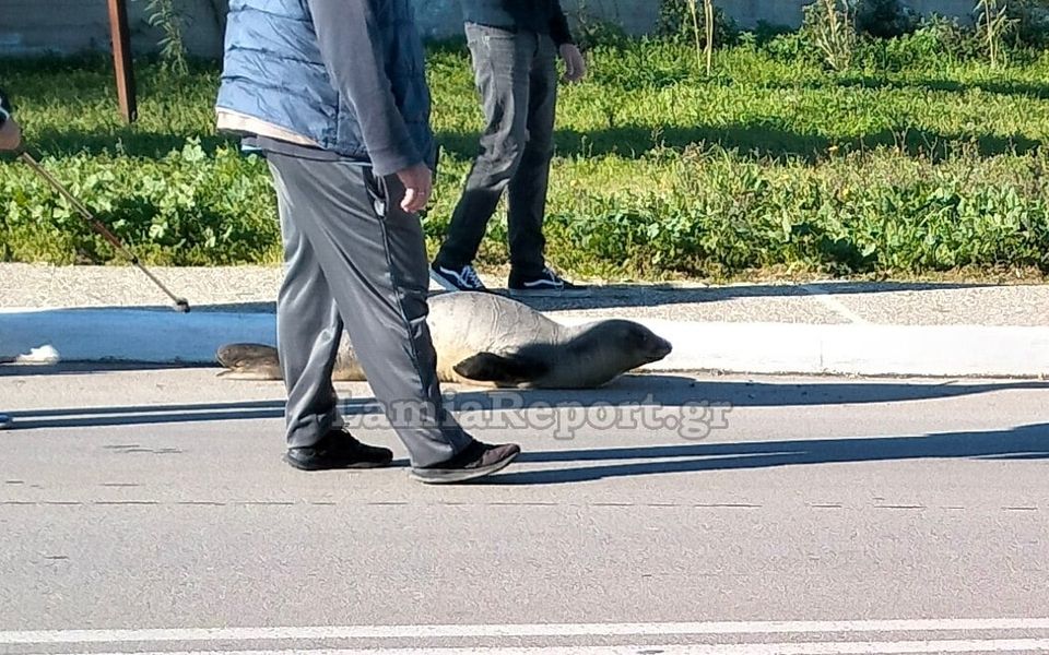 Young monk seal safely returned to sea after surprise appearance on roadside