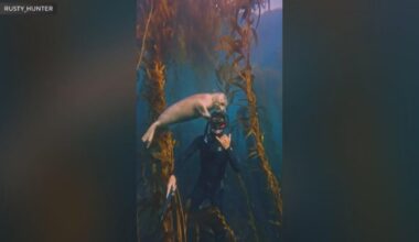 Seal forms bond with diver along the Laguna Beach coast