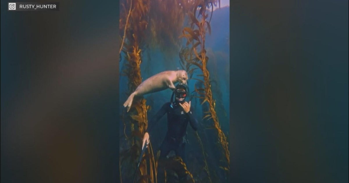 Seal forms bond with diver along the Laguna Beach coast