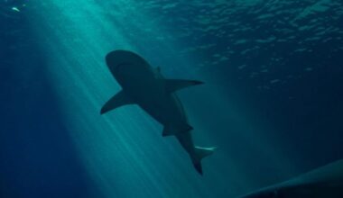 World’s second-largest shark sighted near Croatian island of Cres