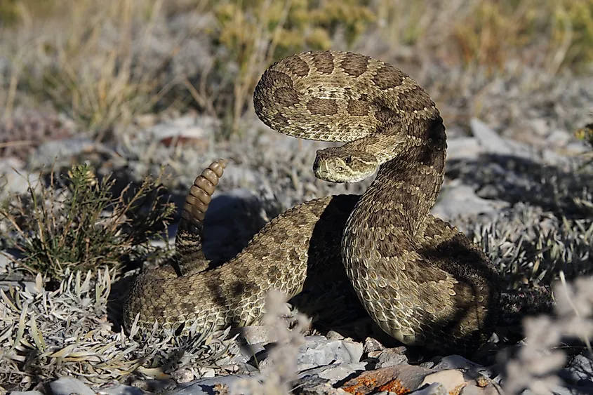 Prairie rattlesnake ready to strike.