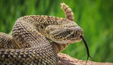 7 Most Rattlesnake Infested Areas in Montana
