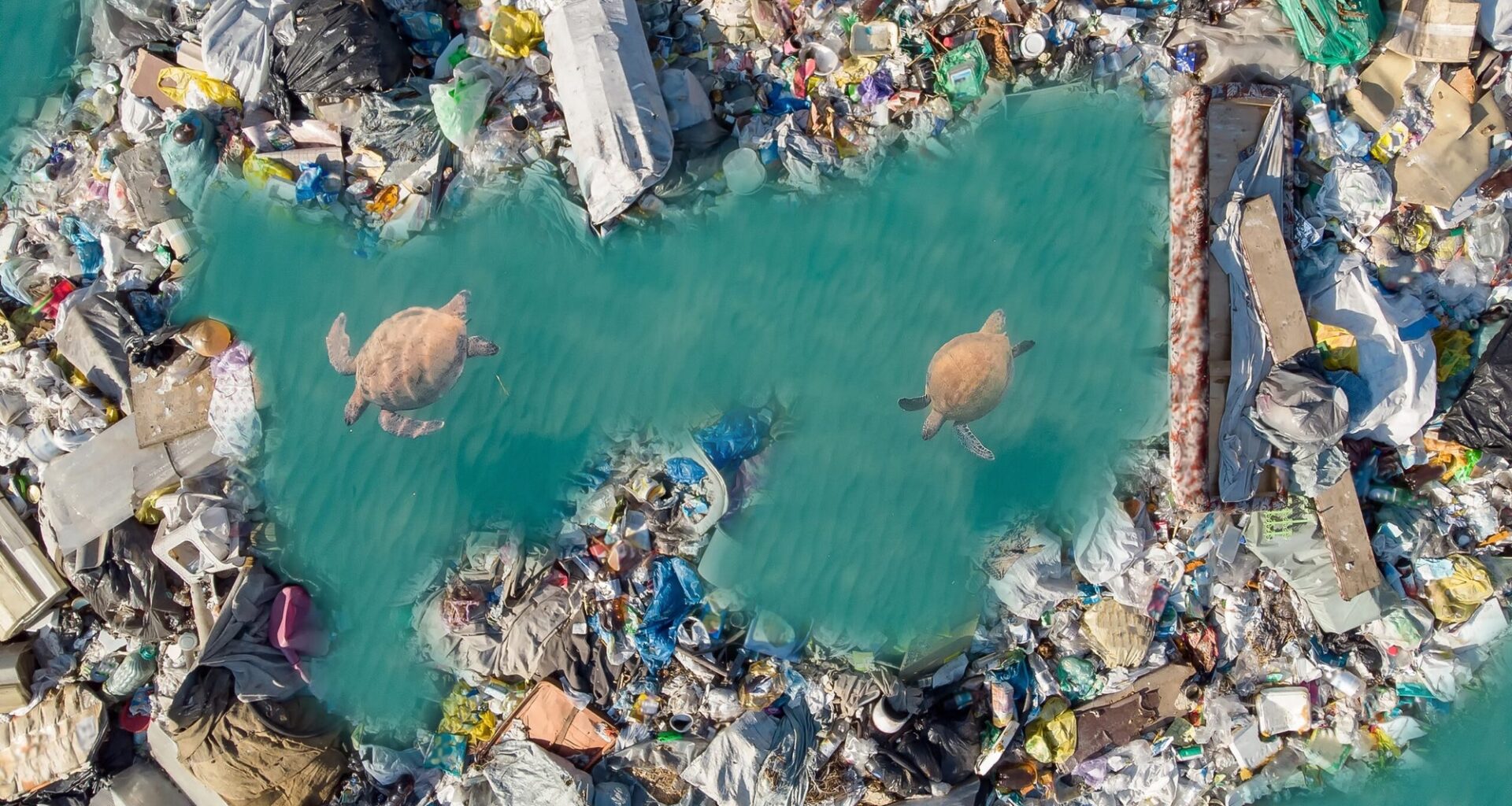 Scientists reveal the hidden dangers of plastic pollution to marine life