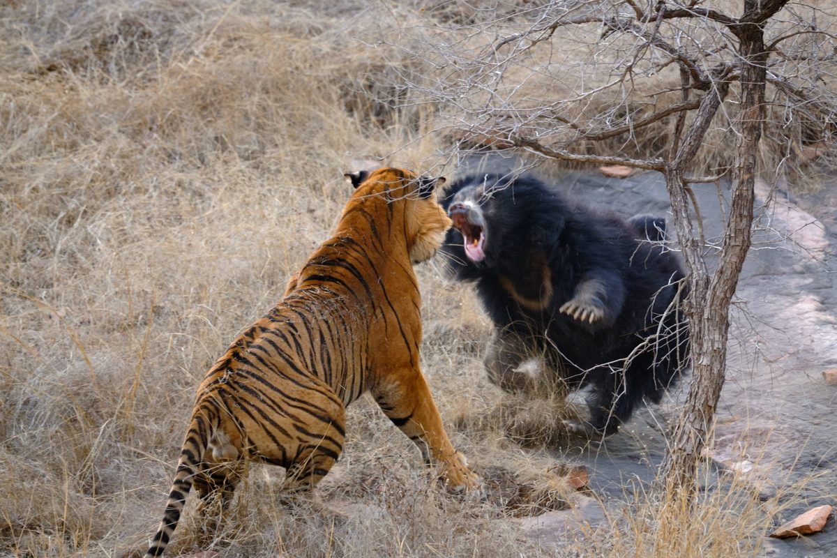Mother Sloth bear with two young babies on her back fighting with male tiger in forests.