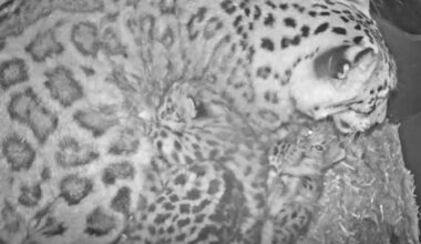 A Rare Litter Of Four Fuzzy Snow Leopard Cubs Just Arrived At Melbourne Zoo
