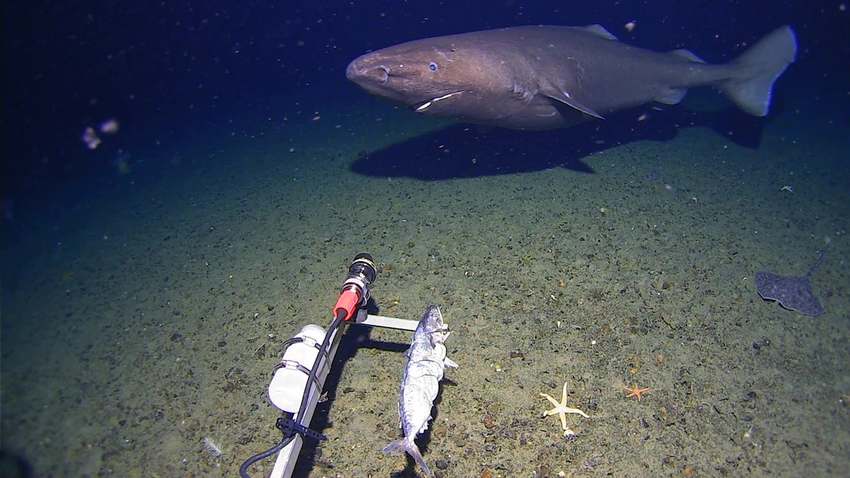 Shark discovered in Antarctic waters has survival superpowers
