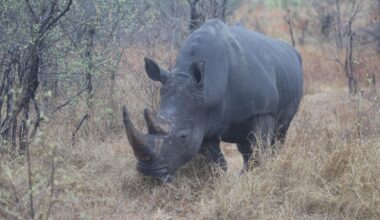 'Ridiculous' plan developed at Florida zoo saves wild rhino's eyesight in Africa