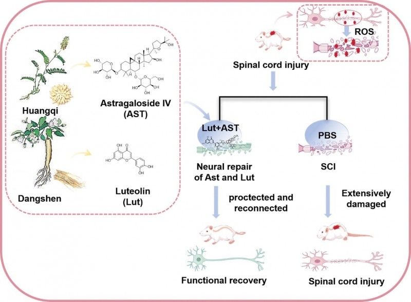 A dual-compound strategy rewires the injured spinal cord. This graphic shows how a paired therapy combining luteolin (Lut) and astragaloside IV (AST)—two bioactive compounds derived from the traditional herb pair Huangqi and Dangshen—helps the injured spinal cord recover. After spinal cord injury, excessive reactive oxygen species (ROS) and neuroinflammation drive widespread neural damage. In contrast to untreated injury, the Lut–AST combination dampens oxidative stress, limits inflammation, preserves neural structure, and promotes reconnection of damaged nerve fibers, ultimately leading to improved functional recovery.