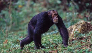 Male chimpanzee walking in Gombe National Park.