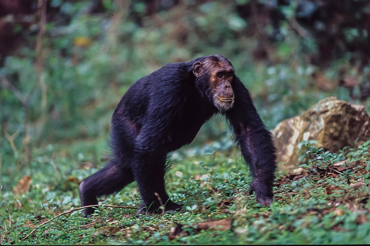 Male chimpanzee walking in Gombe National Park.